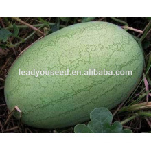 MW04 Xinbao oval shape hybrid watermelon seeds for open air